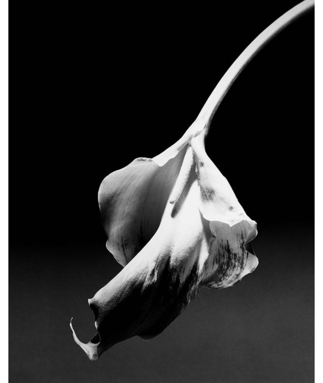 CHROME HEARTS Серебряная серебряная цепочка/подвеска, фото 7