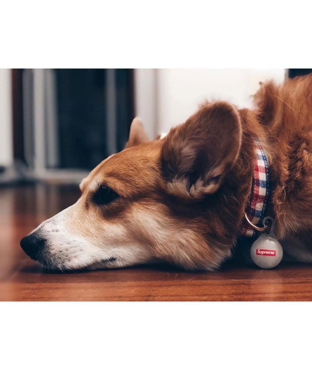 SUPREME Белый брелок, фото 6