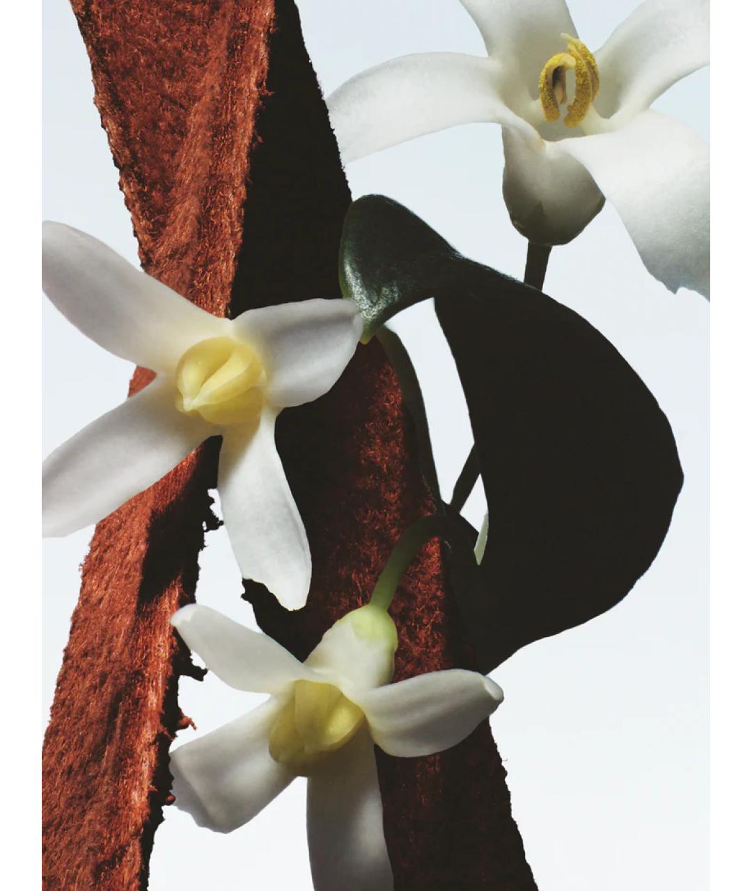 DRIES VAN NOTEN Аромат для женщин, фото 3