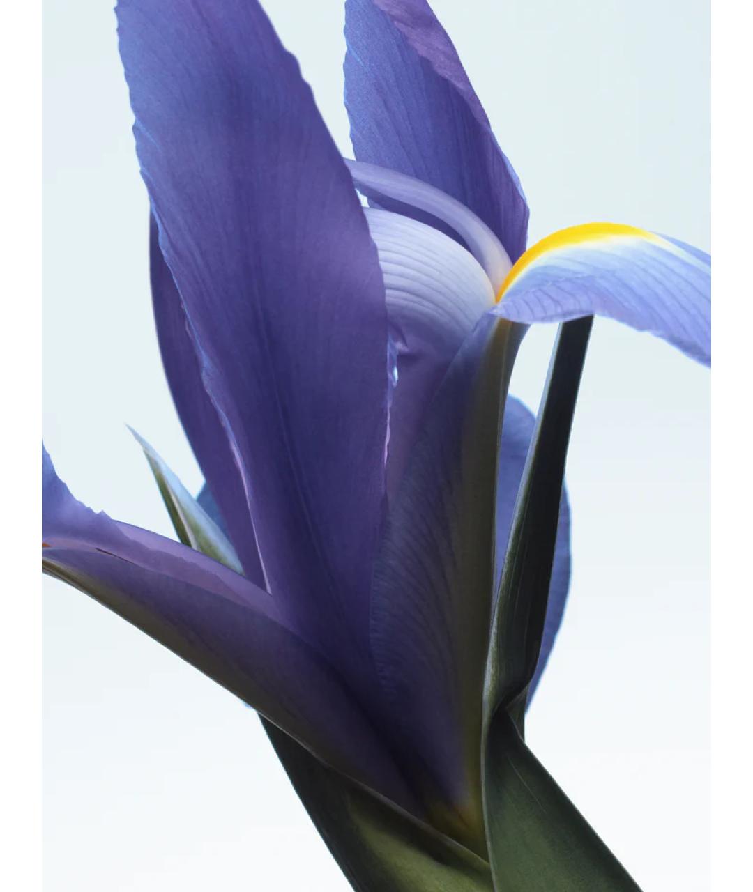 DRIES VAN NOTEN Аромат для женщин, фото 3