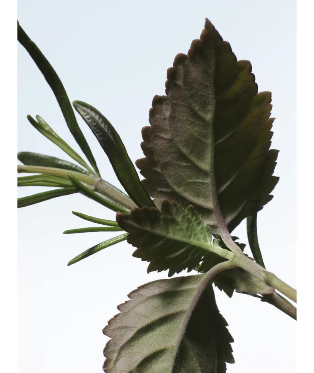 DRIES VAN NOTEN Аромат для женщин, фото 3