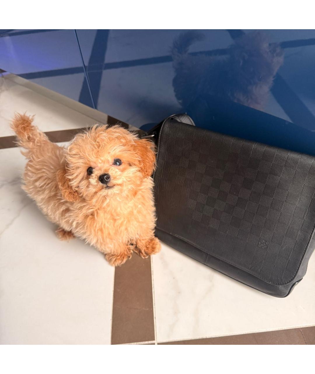 LOUIS VUITTON Черная кожаная сумка на плечо, фото 3